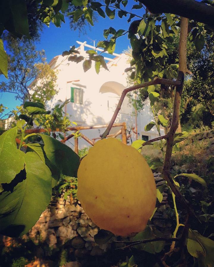 Villa Beatrice Σορέντο Εξωτερικό φωτογραφία